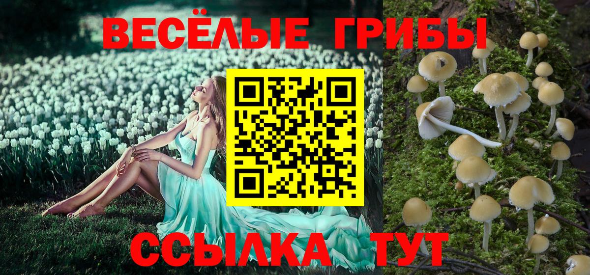 Галлюциногенные грибы Psilocybe Северск